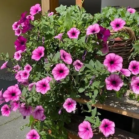 Haus In Der Sonne بيت ضيافة