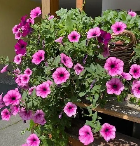 Haus In Der Sonne Gasthof